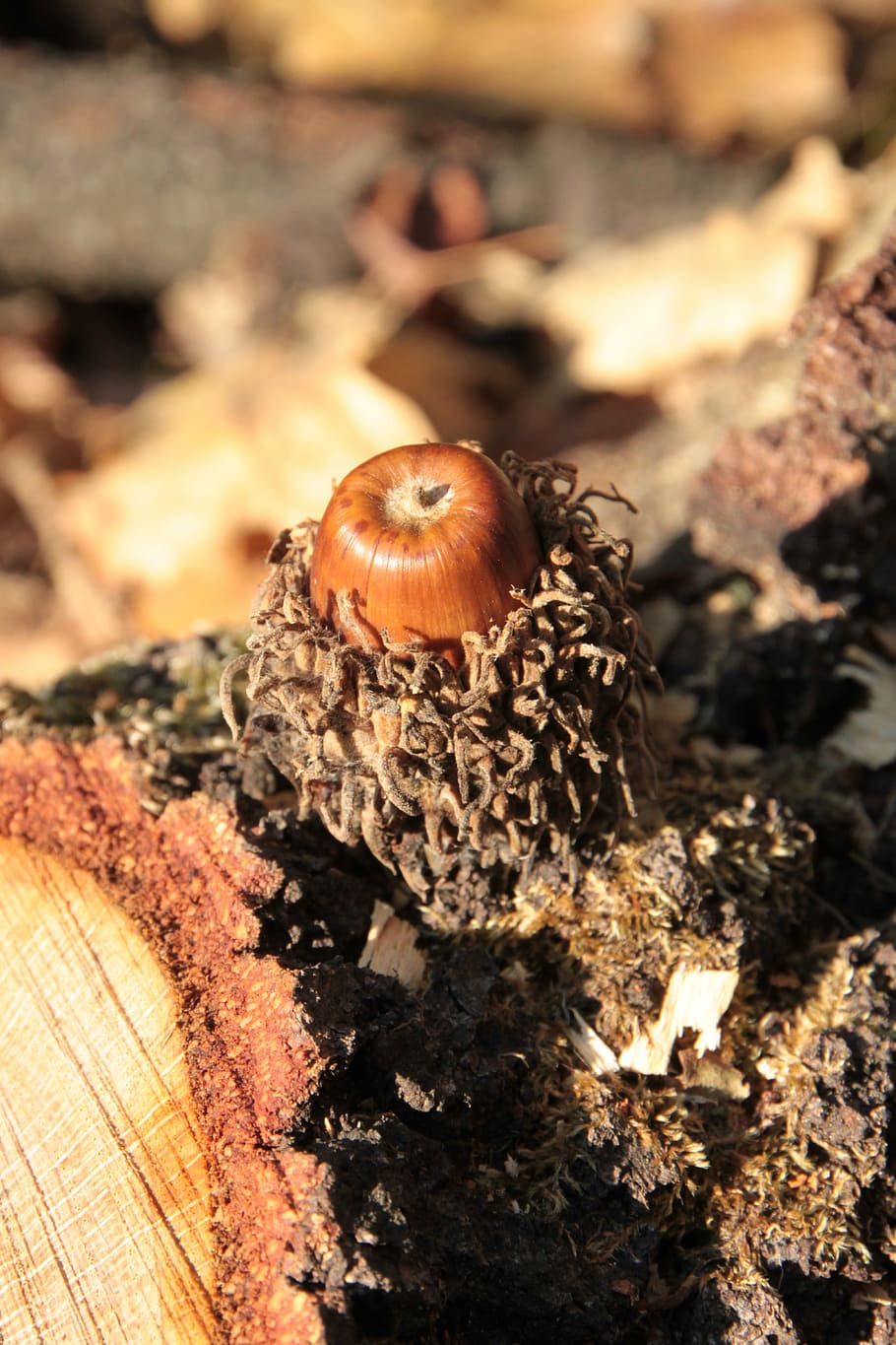 glans, caure, nou, roure, arbres, boscos, naturalesa, primer pla, material de fusta, centrar-se en primer pla, cap gent, dia, arbre, enfocament selectiu, animal, fauna animal, terra, invertebrat, temes d'animals, menjar, un animal, animals a la natura, camp, bolets, fong, a l'aire lliure, escorça, toadstool, 4K