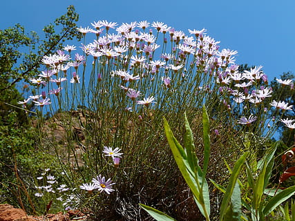 margarithe, fiorire, fioritura, fiore, pianta, flora, bianca, crescita, natura, bellezza nella natura, pianta fiorita, acqua, giorno, cielo, nessuno, freschezza, fragilità, terra, lago, vulnerabilità, la tranquillità, luce del sole, colore verde, all'aperto, 2K, CC0, dominio pubblico, privo di copyright