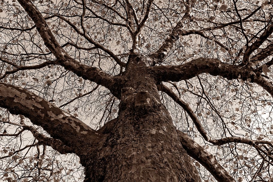 árbol, el maletero, nudoso, ladrar, rama, árbol desnudo, elevándose, parte superior del árbol, antiguo, sepia, monocromo, vista de ángulo bajo, tronco de arbol, planta, nadie, naturaleza, tranquilidad, día, cielo, belleza en la naturaleza, crecimiento, al aire libre, antecedentes, fotograma completo, copas de los árboles, marrón, texturizado, directamente debajo, condición natural, 4K
