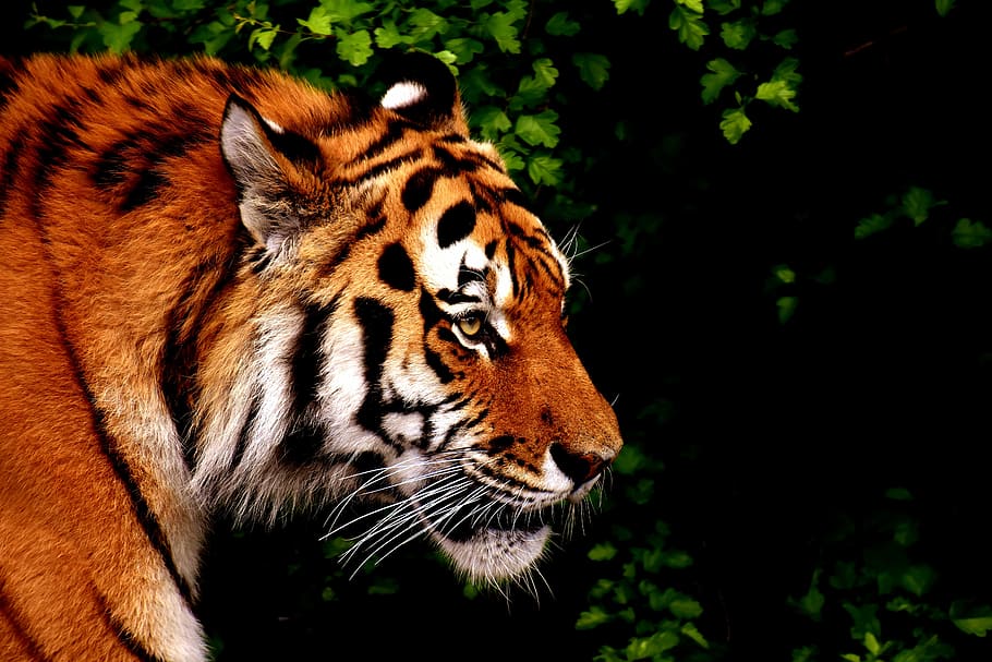 sibiřský tigr, tygr, dravec, srst, Krásná, nebezpečný, kočka, fotografování divoké zvěře, živočišného světa, tierpark hellabrunn, Mnichov, jednoho zvířete, zvířata ve volné přírodě, zvířat, zvířecí hlavy, venku, den, les, detail, zvíře, savec, Kočkovitý, velká kočka, masožravce, obratlovců, nikdo, část těla zvířete, označení zvířat, zaměřit se na popředí, koukal, Příroda, vous, 5K
