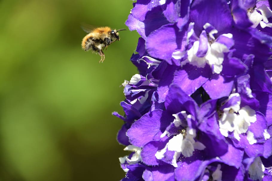 selectiu, focalitzar la fotografia, abella, flotant, frontal, porpra, flor petalada, bumble bee, volant, insecte, naturalesa, volar, groc, ala, buzz, treballador, picada, flor, polinització, primer pla, primavera, macro, planta, pol·len, planta amb flors, invertebrat, temes d'animals, animals a la natura, fauna animal, bellesa a la natura, animal, pètal, fragilitat, un animal, vulnerabilitat, creixement, frescor, cap de flor, Abellot, cap gent, 5K