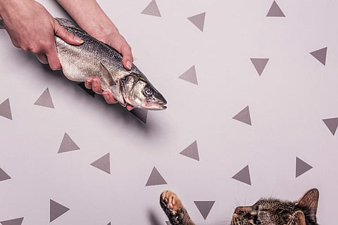person, holding, grey, fish, animals, whimsical, lazy, hungry, eating, cat, silly, triangle, shapes, feeding, kitty, animal, food, seafood, human body part, human hand, studio shot, people, one person, vertebrate, hand, body part, indoors, unrecognizable person, real people, lifestyles, food and drink, freshness, adult, finger, human limb, 5K