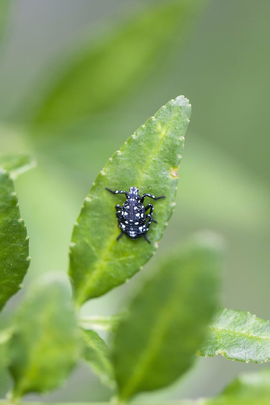 insekter, anbringe, pool, grøn, natur, makro, abstrakt, planter, insekt, blad, tæt på, grøn farve, plante, plante del, ingen mennesker, selektiv fokusering, vækst, dag, dyre temaer, dyr, dyr i naturen, dyreliv, et dyr, skønhed i naturen, udendørs, hvirvelløse, fokus på forgrunden, renhed, 4K