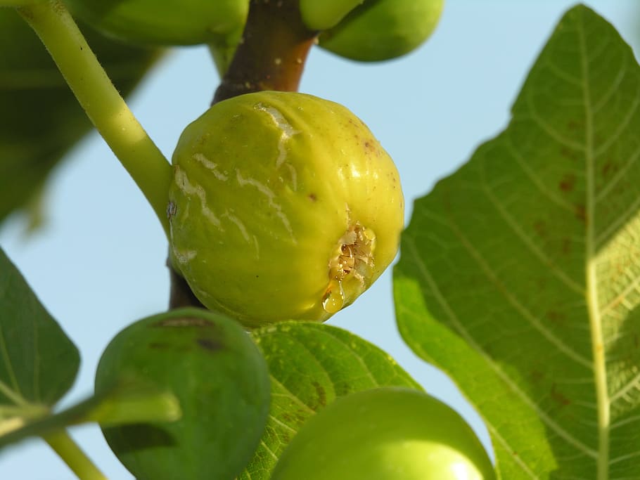 fig, fruita, arbre, menjar, mediterrani, planta, temporades, suculentes, dolç, figues, fruites, menjar i beguda, part de la planta, full, alimentació saludable, color verd, frescor, creixement, primer pla, naturalesa, cap gent, papaia, benestar, agricultura, dia, a l'aire lliure, branca, madur, 2K