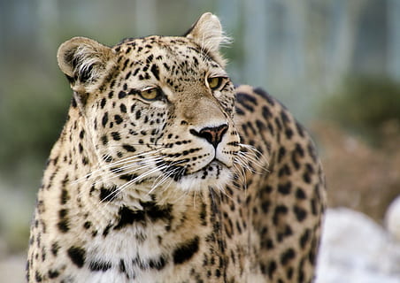 selectiu, foto del focus, lleopard, focus, foto, lleopard persa, retrat, tancar, vista, cara, fons de pantalla, elegant, expressió, atenció, mieze, món animal, gat, fotografia de fauna salvatge, cara de gat, vida salvatge, animal, gat no domesticat, naturalesa, carnívor, animals a la natura, mamífer, gat gran, Espècies en perill d'extinció, perill, felí, pell, gran, animals de safari, Àfrica, caça d’animals, animals i mascotes, un animal, fauna animal, centrar-se en primer pla, temes d'animals, cap gent, vertebrats, mirant cap a fora, carnivora, dia, marques d’animals, mirant, tacat, bigotis, cap d’animals, guepard, 4K, CC0, domini públic, lliure de regalies