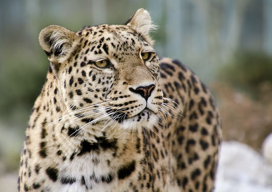 selectiu, foto del focus, lleopard, focus, foto, lleopard persa, retrat, tancar, vista, cara, fons de pantalla, elegant, expressió, atenció, mieze, món animal, gat, fotografia de fauna salvatge, cara de gat, vida salvatge, animal, gat no domesticat, naturalesa, carnívor, animals a la natura, mamífer, gat gran, Espècies en perill d'extinció, perill, felí, pell, gran, animals de safari, Àfrica, caça d’animals, animals i mascotes, un animal, fauna animal, centrar-se en primer pla, temes d'animals, cap gent, vertebrats, mirant cap a fora, carnivora, dia, marques d’animals, mirant, tacat, bigotis, cap d’animals, guepard, 4K