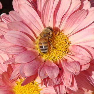 abella, pol·linitzant, flor, margarida, rosa, estiu, planta amb flors, pètal, temes d'animals, animal, un animal, invertebrat, animals a la natura, insecte, fauna animal, bellesa a la natura, fragilitat, frescor, vulnerabilitat, cap de flor, planta, primer pla, creixement, polinització, color rosa, pol·len, cap gent, a l'aire lliure, Abellot, 1080P, CC0, domini públic, lliure de regalies