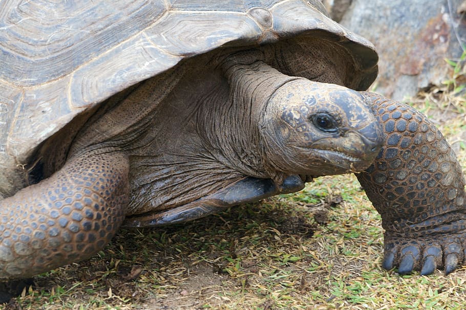 Schildkröte, Panzer, Geschwindigkeit, Seychellen, Alter, Reptil, Riesenschildkröten, Tierwelt, ein Tier, Tiere in freier Wildbahn, Schildpatt, Tier, Tierthemen, Tierkörperteil, Nahansicht, Wirbeltier, Tierkopf, keine Leute, Tag, Porträt, Natur, draußen, Seitenansicht, Reiseziele, Tierhals, Profilansicht, 4K