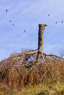 árbol, pino, árbol invertido, conífera, demoler, viento, cielo, azul, naturaleza, aves, otoño, temas de animales, pájaro, animal, fauna animal, animales en la naturaleza, vertebrado, planta, volador, grupo de animales, día, nadie, tierra, hierba, belleza en la naturaleza, tranquilidad, nube - cielo, vista de ángulo bajo, al aire libre, planta muerta, bandada, poste de madera, 5K, CC0, dominio público, libre de derechos