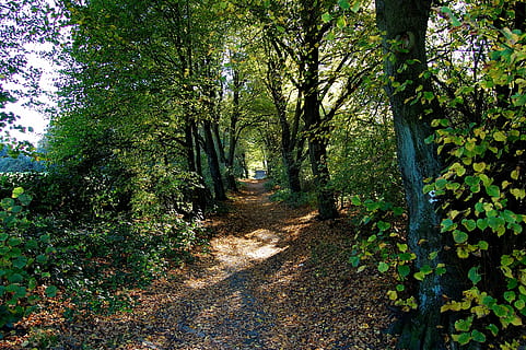 Waldweg, Wald, Weg, Bäume, Herbst, Blätter, Gelb, gelsenkirchen, Mechtenberg, Perspektive, Pflanze, Baum, Richtung, Wachstum, der Weg nach vorn, Land, Ruhe, Schönheit in der Natur, Natur, Fußweg, grüne Farbe, ruhige Szene, Tag, keine Leute, Sonnenlicht, Szenen - Natur, Kofferraum, draußen, Baumstamm, 2K, CC0, gemeinfrei, lizenzfrei