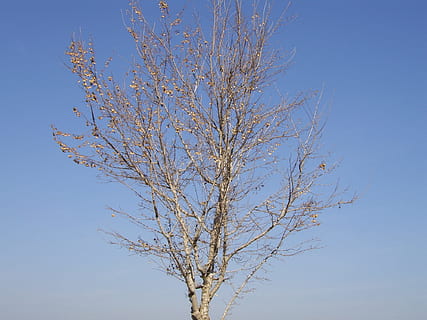 Baum, tot, Winter Herbst, Natur, Winter, fallen, Herbst, Umgebung, Tod, unheimlich, trocken, gruslig, Dürre, Angst, kahl, natürlich, gruselig, Ast, blattlos, Kofferraum, Blau, klarer Himmel, Flachwinkelansicht, Tag, draußen, Himmel, Pflanze, kahler Baum, keine Leute, Szenen - Natur, Schönheit in der Natur, Ruhe, Baumstamm, sonnig, Hintergründe, 1080P, CC0, gemeinfrei, lizenzfrei