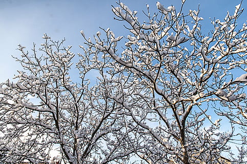 branches, clouds, cold, environment, frost, frosty, frozen, ice, icy, landscape, outdoors, park, scenic, season, sky, snow, snowy, trees, weather, winter, woods, tree, plant, branch, low angle view, flower, flowering plant, beauty in nature, nature, no people, springtime, growth, blossom, day, fragility, blue, white color, freshness, backgrounds, cherry blossom, cherry tree, 4K, CC0, public domain, royalty free