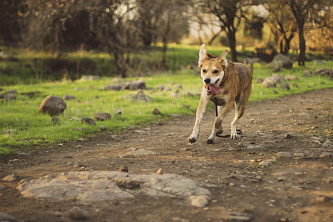 tan, hvid, kort, belagt, mellemstore hund, løb, vejbane, dagtimerne, hund, pathway, ved siden af, græsfelt, dag, medium, størrelse, kæledyr, sti, dyr, pattedyr, natur, udendørs, Brun, dyre temaer, et dyr, husdyr, hunde, indenlandske, hvirveldyr, træ, selektiv fokusering, ingen mennesker, jord, plante, Mark, munden åben, 5K, CC0, offentligt domæne, royaltyfrie
