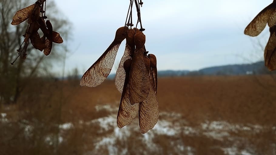 Ahorn, Obst, Blatt, Natur, Herbst, Ahornfrucht, Blätter, goldener Herbst, schließen, Herbstfarbe, hängend, Schnee, keine Leute, Winter, kalte Temperatur, Fokus auf den Vordergrund, Tag, Baum, Land, Nahansicht, Pflanze, Feld, Umgebung, Himmel, trocken, draußen, Ruhe, trocknen, Tiere in freier Wildbahn, 4K