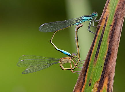 blauw, libellen, groen, blad, Ondiep, focus fotografie, bruin, insect, kever, paring, vlieg, dierlijke thema's, dier, dierenleven, ongewerveld, dieren in het wild, natuur, fabriek, waterjuffer, één dier, groene kleur, detailopname, focus op de voorgrond, dierenvleugel, geen mensen, buitenshuis, libel, dag, zoölogie, boom, 1080P, CC0, publiek domein, royaltyvrij