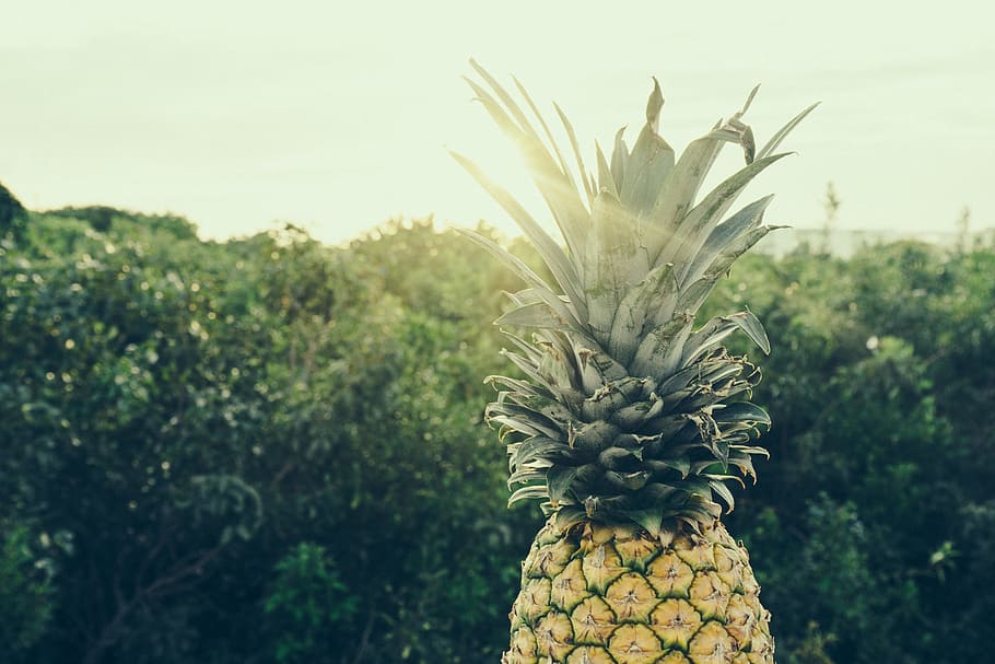 pinya groga, poc profund, focalitzar la fotografia, pinya, primer pla, foto, fruita, naturalesa, clima tropical, menjar, frescor, estiu, color verd, cap gent, arbre, Palmera, alimentació saludable, menjar i beguda, fruita tropical, planta, creixement, benestar, centrar-se en primer pla, dia, bellesa a la natura, a l'aire lliure, sol objecte, 5K