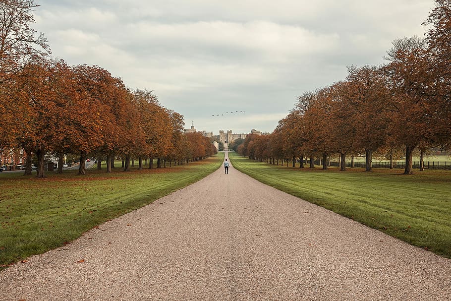 persona, caminar, cap a, arbres, fotografia de paisatge, home, de peu, fila, Camí, arbre, solitud, castell de Windsor, casament reial, tardor, caure, wanderlust, reialesa, perspectiva, aventura, sol, cloudscape, més que una foto, joshua earle, carretera, arquitectura, referència, planta, direcció, el camí a seguir, cel, canvi, núvol - cel, perspectiva decreixent, naturalesa, dia, punt de fuga, transport, bellesa a la natura, cap gent, creixement, sendera, treelined, a l'aire lliure, 2K