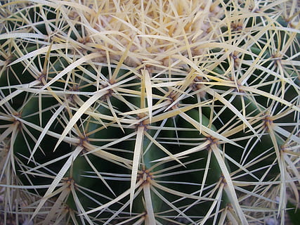 spine, cactus, acuto, spinoso, spillo, ornamentale, colonna vertebrale, pianta della casa, flora, pianta, pianta succulenta, crescita, avvicinamento, spina, nessuno, natura, giorno, bellezza nella natura, colore verde, fotogramma intero, vista dall'alto, cactus di botte, sfondi, all'aperto, concentrarsi sulle conoscenze acquisite, modello naturale, 2K, CC0, dominio pubblico, privo di copyright