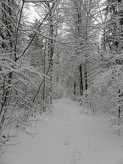 Schnee, Winter, Geäst, winterlich, Weiß, kalt, schneebedeckt, Wintersträucher, Winterwald, Wintertraum, Weg, Natur, Winterzauber, kalte Temperatur, ruhige Szene, kahler Baum, Baum, Pflanze, Land, Ruhe, Abdeckung, Schönheit in der Natur, keine Leute, Ast, Szenen - Natur, Wald, Feld, gefroren, Nicht-städtische Szene, draußen, 4K, CC0, gemeinfrei, lizenzfrei