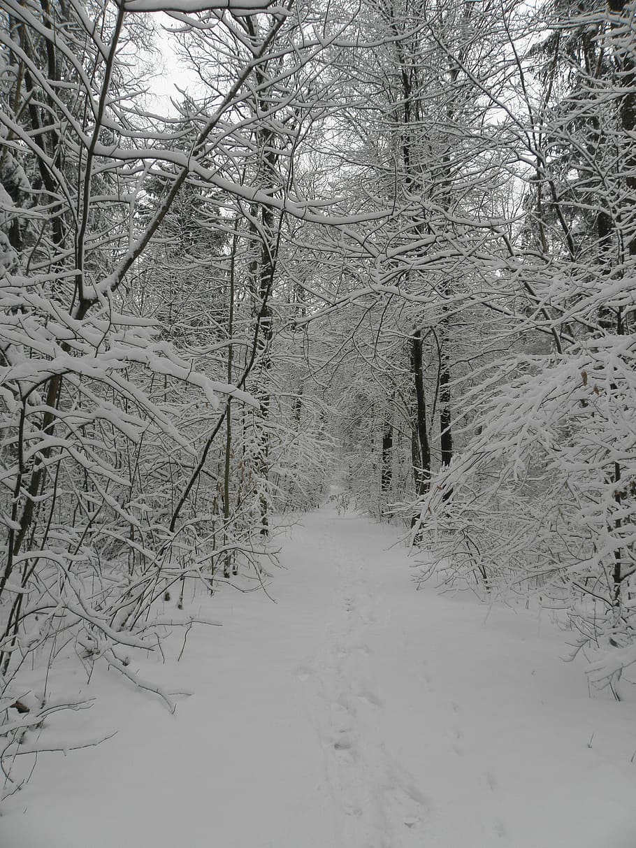 Schnee, Winter, Geäst, winterlich, Weiß, kalt, schneebedeckt, Wintersträucher, Winterwald, Wintertraum, Weg, Natur, Winterzauber, kalte Temperatur, ruhige Szene, kahler Baum, Baum, Pflanze, Land, Ruhe, Abdeckung, Schönheit in der Natur, keine Leute, Ast, Szenen - Natur, Wald, Feld, gefroren, Nicht-städtische Szene, draußen, 4K
