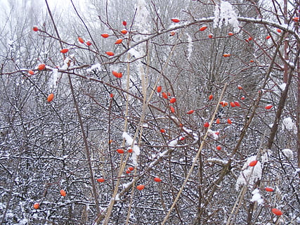 hivern, nevat, arbre, branques, blanc, gelada, cobert, gelat, tiges, plantes, vermell, fruites, baies, congelat, zing, zes, fred, temps, temperatures, vermell i blanc, temporades, estacional, guai, gel, cristalls, flocs, humit, temperatura de fred, branca, naturalesa, neu, planta, cap gent, arbre nu, dia, bellesa a la natura, creixement, fruita, menjar i beguda, tranquil·litat, a l'aire lliure, menjar, clima extrem, nevar, 2K, CC0, domini públic, lliure de regalies