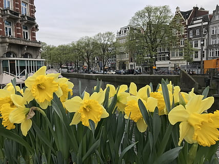 giunchiglie, fiore, fioritura, primavera, amsterdam, canale, floreale, natura, fiorire, fresco, naturale, crescita, paesaggio, pianta, freschezza, giallo, pianta fiorita, architettura, esterno dell'edificio, struttura costruita, città, petalo, costruzione, giorno, vulnerabilità, fragilità, bellezza nella natura, infiorescenza, narciso, testa di fiore, all'aperto, 4K, CC0, dominio pubblico, privo di copyright