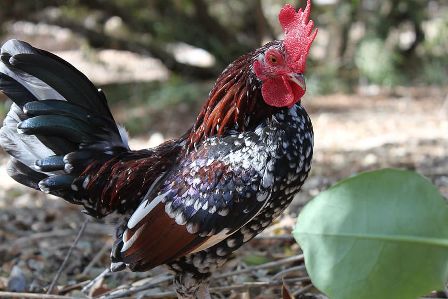 gall, vermell, pollastre, granja, aus de corral, animal, ocell, naturalesa, bec, masculí, nacional, bestiar, color, un, gallina, gallines, Agricultura, marró, plomes, pollet, cresta, cap, temes d'animals, pollastre - ocell, animals domèstics, un animal, vertebrats, animal masculí, mamífer, mascotes, centrar-se en primer pla, primer pla, dia, cap gent, part de la planta, 4K