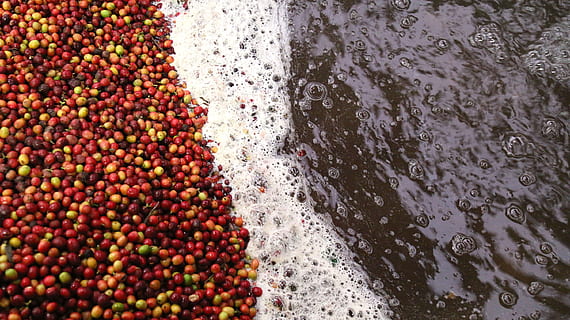 cafè, processament de cafè, procés humit, procés, vista d’angle alt, aigua, menjar i beguda, cap gent, menjar, frescor, dia, fruita, naturalesa, alimentació saludable, abundància, a l'aire lliure, gran grup d'objectes, benestar, vermell, Paradeta, terra, directament a sobre, mercat, 2K, CC0, domini públic, lliure de regalies