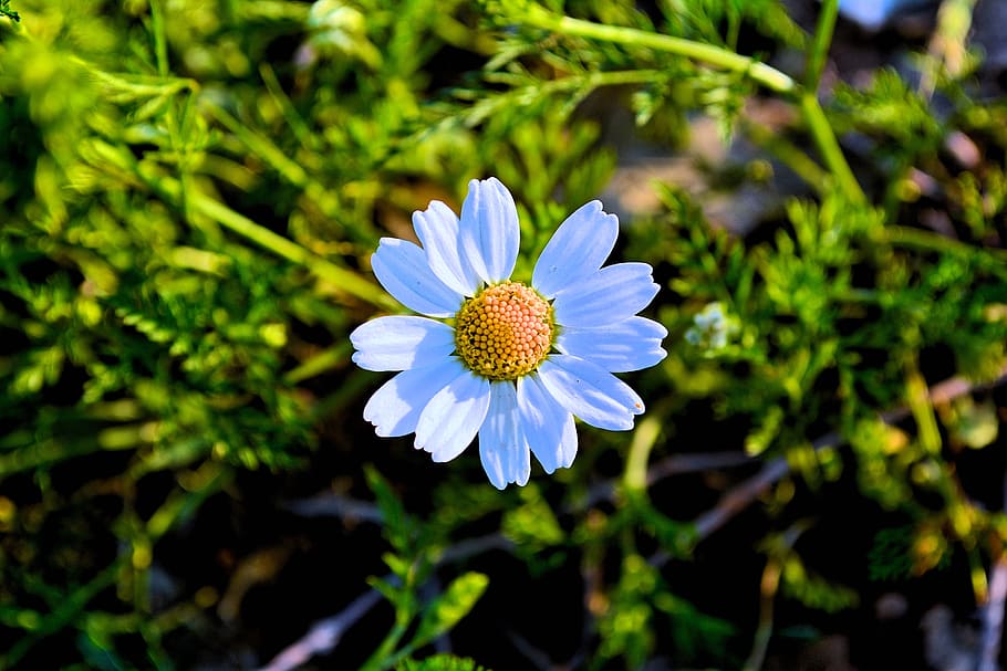 flor de margarida blanca, florint, brillant, color, margarida, profunditat de camp, camp, flora, flor, frescor, des de dalt, jardí, creixement, naturalesa de la mare, fotografia de natura, a l'aire lliure, pètals, pol·len, temporada, flor blanca, planta amb flors, planta, bellesa a la natura, fragilitat, pètal, vulnerabilitat, primer pla, inflorescència, cap de flor, naturalesa, centrar-se en primer pla, Color blanc, dia, cap gent, botànica, primavera, 5K
