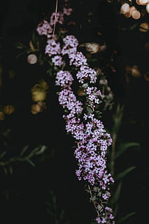 sığ, odak fotoğrafçılık, pembe, bitkiler, florals, çiçek, doğa, bitki, kapatmak, mor, ön plana odaklanmak, kırılganlık, çiçekli bitki, doğada güzellik, Güvenlik açığı, tazelik, büyüme, insansız, seçici odak, gün, açık havada, çiçeklenme, çiçek kafa, ağaç, bahar, leylak, 4K, CC0, kamu malı, telif ücretsiz