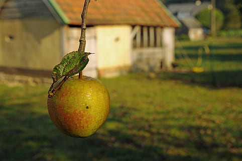 jablko, normandie, podzim, živý plot, ovoce, jídlo a pití, zaměřit se na popředí, nikdo, venku, den, jídlo, Zdravé stravování, svěžest, detail, rostlina, Příroda, blahobyt, zelená barva, strom, citrusové ovoce, pole, architektura, zemědělství, stavba, zralý, oranžový, 4K, CC0, veřejná doména, bez autorských práv