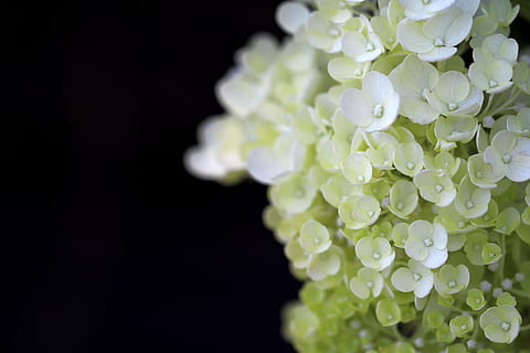 ortensia, piante, natura, foresta, fiori, paesaggio, parco, bianca, arboreto, apporre, macro, fiore, avvicinamento, pianta, sfondo nero, petalo, freschezza, bellezza nella natura, girato in studio, nessuno, pianta fiorita, far cadere, fragilità, vulnerabilità, testa di fiore, acqua, infiorescenza, bagnato, Colore bianco, primavera, rugiada, 5K, CC0, dominio pubblico, privo di copyright