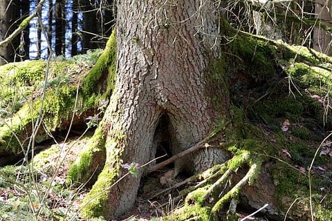 registre, vell, molsa, arrel, bosc, bemoost, naturalesa, monstre de l'arbre, creixement de la molsa, llum i ombra, arbre, a l'aire lliure, tronc de l'arbre, planta, cap gent, terra, tronc, creixement, tranquil·litat, bellesa a la natura, dia, color verd, escena tranquil·la, escena no urbana, material de fusta, escenics - natura, escorça, 5K, CC0, domini públic, lliure de regalies