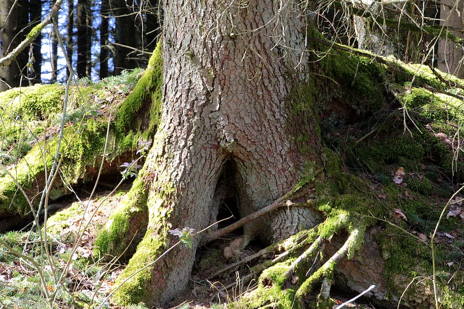 registre, vell, molsa, arrel, bosc, bemoost, naturalesa, monstre de l'arbre, creixement de la molsa, llum i ombra, arbre, a l'aire lliure, tronc de l'arbre, planta, cap gent, terra, tronc, creixement, tranquil·litat, bellesa a la natura, dia, color verd, escena tranquil·la, escena no urbana, material de fusta, escenics - natura, escorça, 5K