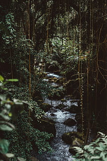 acqua, fluente, foresta, fiume, albero, dentro, ruscello, giungla, verde, sospeso, torrente, roccia, fogliame, pietra, masso, buio, vite, pianta, terra, natura, crescita, la tranquillità, nessuno, bellezza nella natura, scena non urbana, giorno, scenics - natura, scena tranquilla, bosco, all'aperto, scaricamento, tronco, tronco d'albero, acqua corrente, 8K, CC0, dominio pubblico, privo di copyright