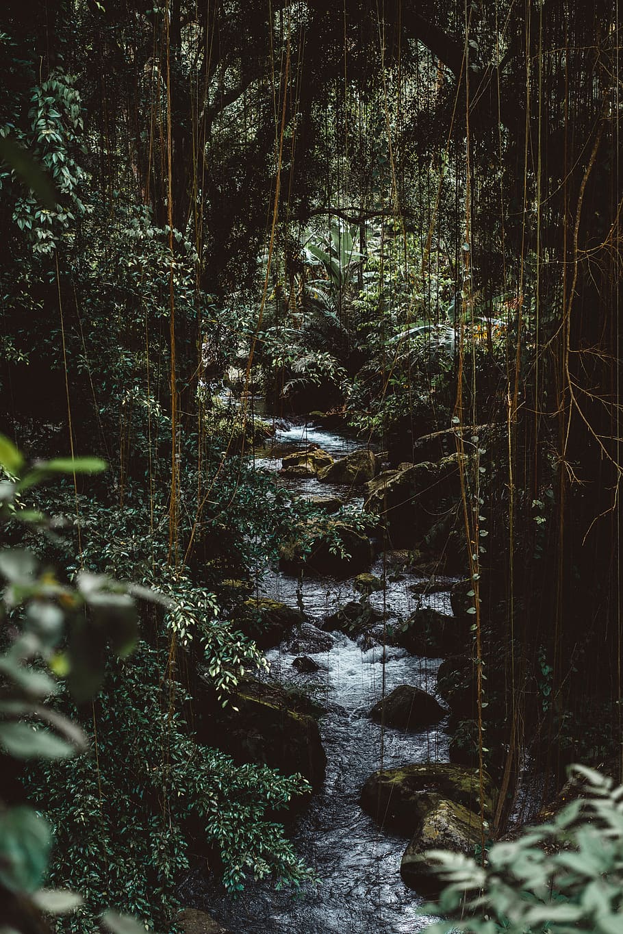 acqua, fluente, foresta, fiume, albero, dentro, ruscello, giungla, verde, sospeso, torrente, roccia, fogliame, pietra, masso, buio, vite, pianta, terra, natura, crescita, la tranquillità, nessuno, bellezza nella natura, scena non urbana, giorno, scenics - natura, scena tranquilla, bosco, all'aperto, scaricamento, tronco, tronco d'albero, acqua corrente, 8K