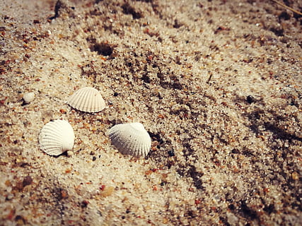 strand, skaller, sand, muslingeskal, kammusling, natur, kysten, jord, skal, dyreliv, dyreskal, dag, ingen mennesker, dyr, høj vinkel visning, hav, skønhed i naturen, tæt på, sollys, udendørs, ro, selektiv fokusering, mønster, marine, 4K