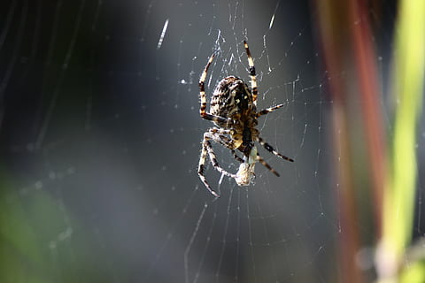 spider, macro, close, cobweb, nature, fear, network, public record, prey, predatory insect, spider web, arachnid, animal themes, animals in the wild, invertebrate, animal, animal wildlife, arthropod, one animal, fragility, close-up, insect, zoology, focus on foreground, vulnerability, no people, day, survival, outdoors, web, complexity, animal leg, 5K, CC0, public domain, royalty free