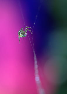 păianjen, panza de paianjen, picături, coroiat, arahnide, rouă, loc, colorare, nevertebrat, animale în sălbăticie, insectă, a închide, animale sălbatice, animale tematice, un animal, animal, fragilitate, culoarea roz, selectiv, vulnerabilitate, nici o persoana, natură, frumusețe în natură, floare, plantă, planta cu flori, în aer liber, Violet, 2K, CC0, domeniu public, fără drepturi de autor
