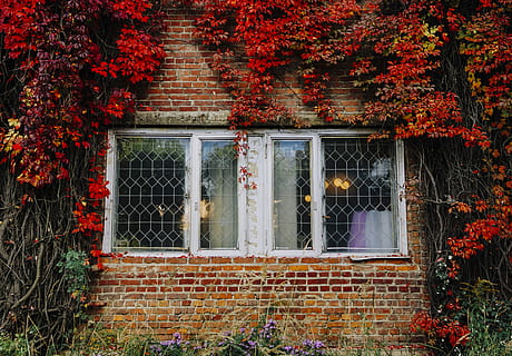 braun, Weiß, Gebäude, rot, Weinblüten, Backsteingebäude, bedeckt, Blumen, tagsüber, Fenster, Wand, Backstein, alt, Herbst, fallen, verlassen, Stadt, die Architektur, Pflanze, Gebäudehülle, gebaute Struktur, keine Leute, Natur, Baum, Veränderung, Tag, Efeu, Haus, Wachstum, Kriechpflanze, draußen, Blatt, Pflanzenteil, 5K, CC0, gemeinfrei, lizenzfrei
