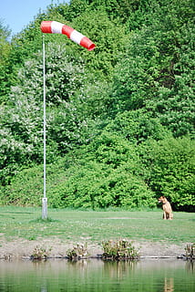 Windsack, Windfahne, Windrichtung, Wind, draußen, Wasser, Natur, Pflanze, Baum, grüne Farbe, Tag, Tierthemen, Tier, Wachstum, ein Tier, Schönheit in der Natur, Säugetier, inländisch, Haustiere, See, keine Leute, Wirbeltier, Land, 4K, CC0, gemeinfrei, lizenzfrei