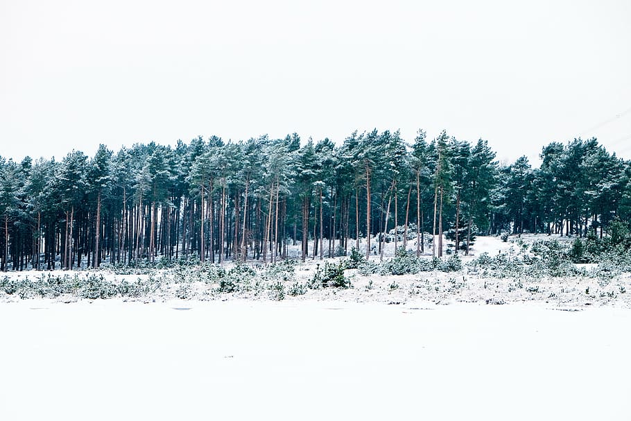 cobert de neu, bosc, durant el dia, foto, verd, arbres, cobert, neu, hivern, fred, blanc, cel, naturalesa, temperatura de fred, arbre, cap gent, pi, a l'aire lliure, dia, planta, terra, bellesa a la natura, cel clar, medi ambient, tranquil·litat, còpia espai, paisatge, escena tranquil·la, escena no urbana, escenics - natura, arbre de coníferes, bosc de pi, 4K
