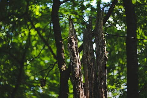 mort, vell, arbre, bosc, boscos, escorça, verd, malalt, naturalesa, full, a l'aire lliure, branca, fons, planta, tronc, tronc de l'arbre, terra, creixement, color verd, centrar-se en primer pla, cap gent, dia, bellesa a la natura, llum solar, tranquil·litat, vista d’angle baix, fullatge, exuberant fullatge, selva tropical, bambú - planta, 5K, CC0, domini públic, lliure de regalies