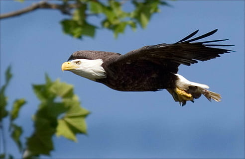 black, white, bald, eagle, flying, raptor, bird, nature, wild, flight, american, symbol, feathers, dom, sky, majestic, wings, predator, fish, bald Eagle, bird of Prey, eagle - Bird, wildlife, animal, carnivore, beak, animals In The Wild, feather, uSA, animal themes, animal wildlife, vertebrate, one animal, no people, animal body part, freedom, clear sky, day, full length, outdoors, independence, profile view, 2K, CC0, public domain, royalty free