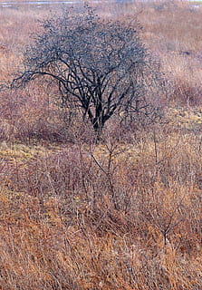 boom, winter, troosteloos, natuur, landschap, fabriek, geen mensen, kalmte, land-, schoonheid in de natuur, dag, groei, niet-stedelijke scène, Bos, kale boom, veld-, scenics - natuur, tak, rustige scène, milieu, buitenshuis, droog, 5K, CC0, publiek domein, royaltyvrij