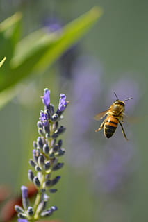 Biene, Blume, Insekten, Flug, Bourdon, blühende Pflanze, Schönheit in der Natur, wirbellos, Insekt, Tierthemen, Tier, Pflanze, ein Tier, Tiere in freier Wildbahn, Tierwelt, lila, Wachstum, Verletzlichkeit, Zerbrechlichkeit, Frische, Blütenblatt, Nahansicht, Natur, Blütenkopf, keine Leute, Bestäubung, Lavendel, draußen, 5K, CC0, gemeinfrei, lizenzfrei