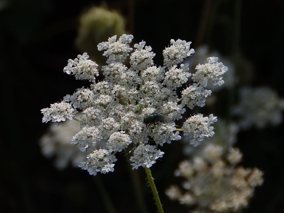 apiaceae, flor, naturalesa, blanc, volar, blanc, volar, flor blanca, flor silvestre, planta, primer pla, macro, bellesa a la natura, primavera, cap gent, dia, fragilitat, planta amb flors, frescor, vulnerabilitat, creixement, Color blanc, salut i medicina, enfocament selectiu, a l'aire lliure, centrar-se en primer pla, cap de flor, inflorescència, 4K