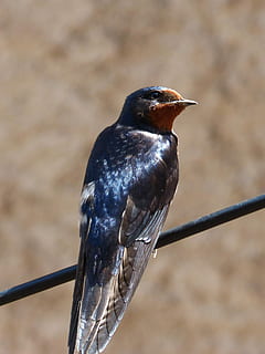 golondrina, hirundo rustica, oreneta, cable, reluciente, observar, aves, fauna silvestre, naturaleza, animalia, pájaro, temas de animales, animal, un animal, animales en la naturaleza, vertebrado, fauna animal, centrarse en primer plano, posado, día, nadie, de cerca, de color negro, al aire libre, mirando, pico, luz del sol, ramita, vista lateral, 2K, CC0, dominio público, libre de derechos