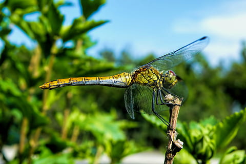 dragonfly, insect, wing, creature, nature, flight insect, one animal, animal themes, animal wildlife, full length, animals in the wild, green color, focus on foreground, outdoors, animal, invertebrate, plant, close-up, animal wing, day, no people, beauty in nature, tree, leaf, 4K, CC0, public domain, royalty free