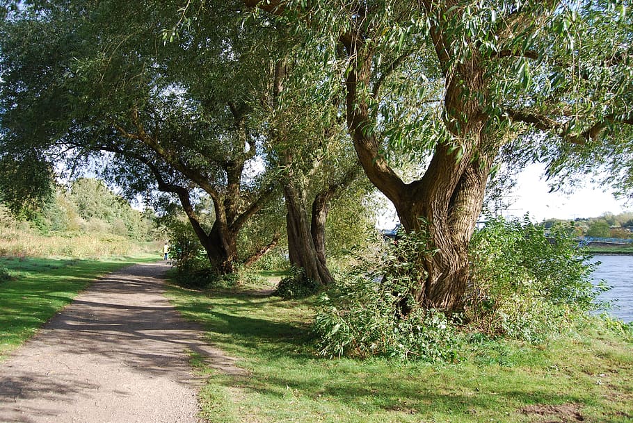 pastar, arbres, uferweg, riu, ruhr, naturalesa, planta, arbre, creixement, bellesa a la natura, tranquil·litat, dia, color verd, herba, terra, cap gent, aigua, tronc de l'arbre, tronc, escena tranquil·la, llum solar, escenics - natura, a l'aire lliure, branca, 4K